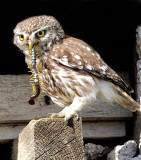 Little Owl (Athene noctua) with Venomous centipede sp.  kremasti bridge track.