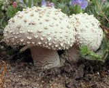 Amanita vittadini /  echinocephala. 