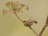 Rufous-Bush-Robin ( Cercotrichas galactotes ) Faneromeni Beach