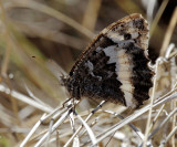 Great Banded Grayling (Brintesia circe)  Eftalou Sept 2014