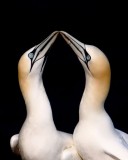 Northern Gannet Sula bassana.