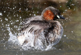 Little grebe-Tachybaptus ruficollis.