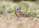 Turtle-Dove - Streptopelia turtur