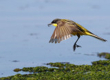 Black-headed wagtail - Motacilla flava feldegg