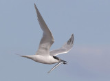 Sandwich Tern - Sterna sandvicensis