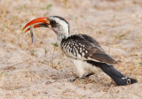 Western Red-billed Hornbill - Tackus kempi