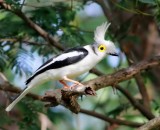 White HelmetShrike - Prionops plumatus