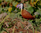 African Jacana - Actophilornis africanus