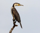 Great Cormorant - Phalacrocorax carbo lucidus 