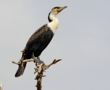 Great Cormorant - Phalacrocorax carbo lucidus