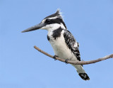 Pied Kingfisher - Ceryle rudis