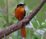 Snowy-crowned Robin Chat - Cossypha niveicapilla