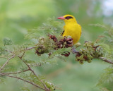 African Golden Oriole - Oriolus auratus