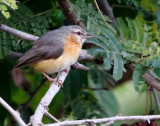 Northern Crombec - Sylvietta brachyura