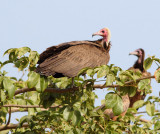 Hooded Vulture - Necrosyrtes monachus