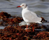 Grey Headed Gull - Larus cirrocephalus