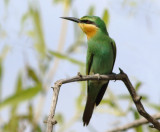 BlueCheeked Bee-eater - Merops persicus.(juvenile)