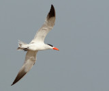 Caspian Tern - Sterna caspia