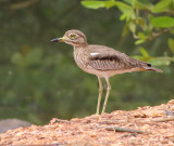 Senegal thick-knee - Burhinus senegalensis