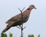 Red-eyed Dove - Streptopelia semitorquata 