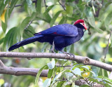 Violet Turaco - Musophaga violacea.