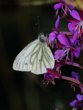 Green-Veined-white.jpg