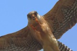 Red-footed Falcon - Falco vespertinus