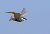 whiskered tern - Chlidonias hybridus