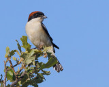 Woodchat shrike - Lanius senator