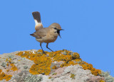 Isabelline wheatear - Oenanthe isabellina