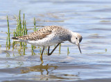 Marsh Sandpiper - Tringa stagnatilis 