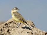 Yellow Wagtail - Motacilla flava