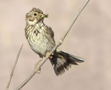 Corn Bunting - Millaria calandra