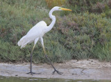 Great white Egret - Egretta alba