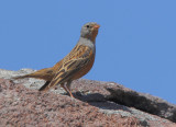 Cretzschmar's bunting - Emberiza caesia