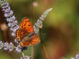 Lesser Fiery Copper - Lycaena thersamon (Female )