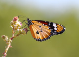 Plain's tiger - Danaus chrysippus,