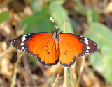 Plains tiger - Danaus chrysippus, 