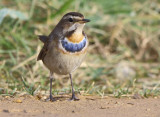 bluethroat (Luscinia svecica) 