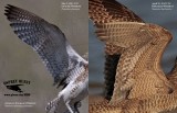 Eurasian and Hudsonian Whimbrel wing underparts.jpg
