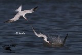 Royal Tern - medium angle plunge-dive into school of fish