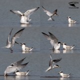 _MG_3156-67 Least Tern.jpg