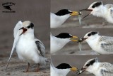 Least Tern - feeding young - UTC - Spring 2013