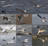 Terns - foraging - surface dipping