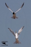 _MG_7276 Least Tern.jpg