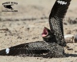 Common Nighthawk attacked by Least Tern