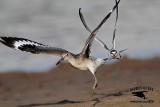 _MG_Least Tern chasing Willet.jpg