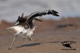 _MG_9683 Willet chased by Least Tern.jpg