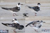 Black Tern_1239 34 41 45 082213 HY.jpg