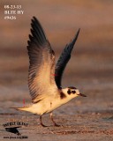 _MG_9436 Black Tern.jpg